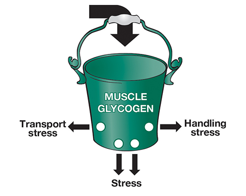 Muscle Glycogen.jpg