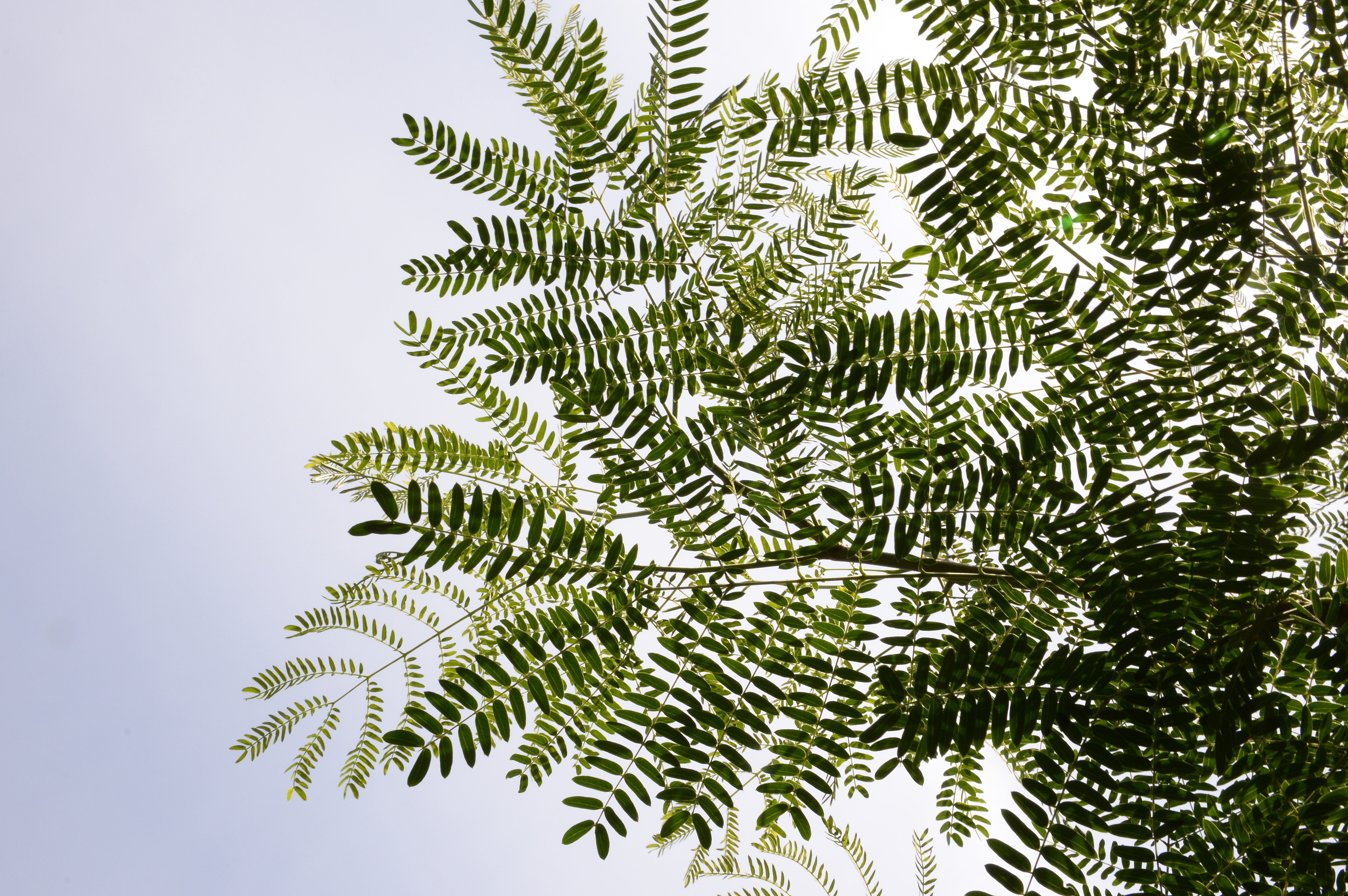 Licensing Opportunity: Redlands Psyllid-Resistant Leucaena variety