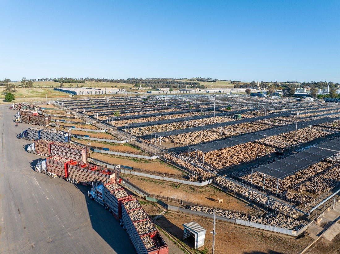 info for saleyards.jpg