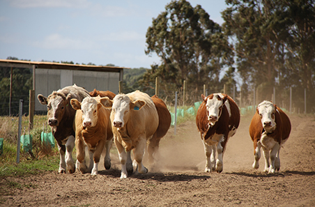 Farm smarter, not harder: new project to help elevate WA beef businesses