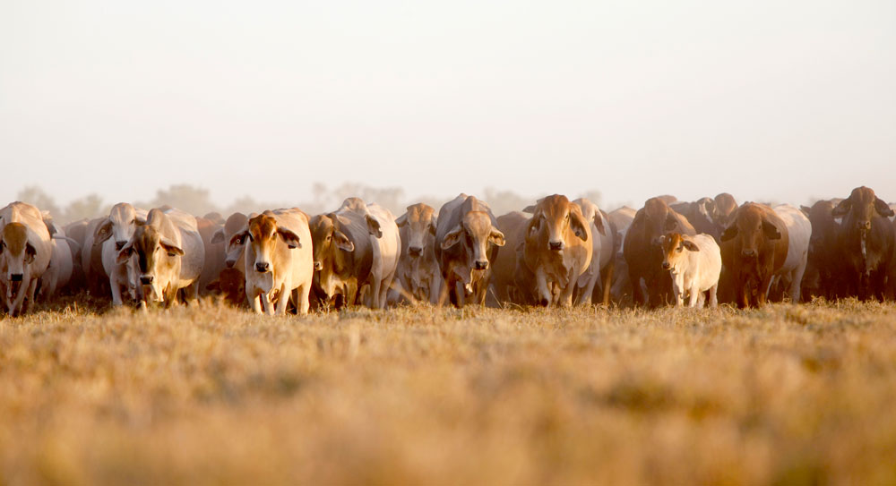 MLA 2026 March Cattle Projections Webinar