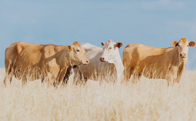 2025 Beef Producer Intentions Survey now open