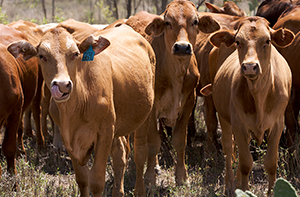Weekly cattle and sheep market wrap