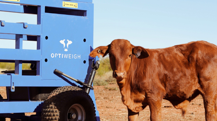 weaner with Optiweigh