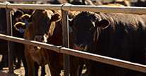 Australian Livestock Markets Association