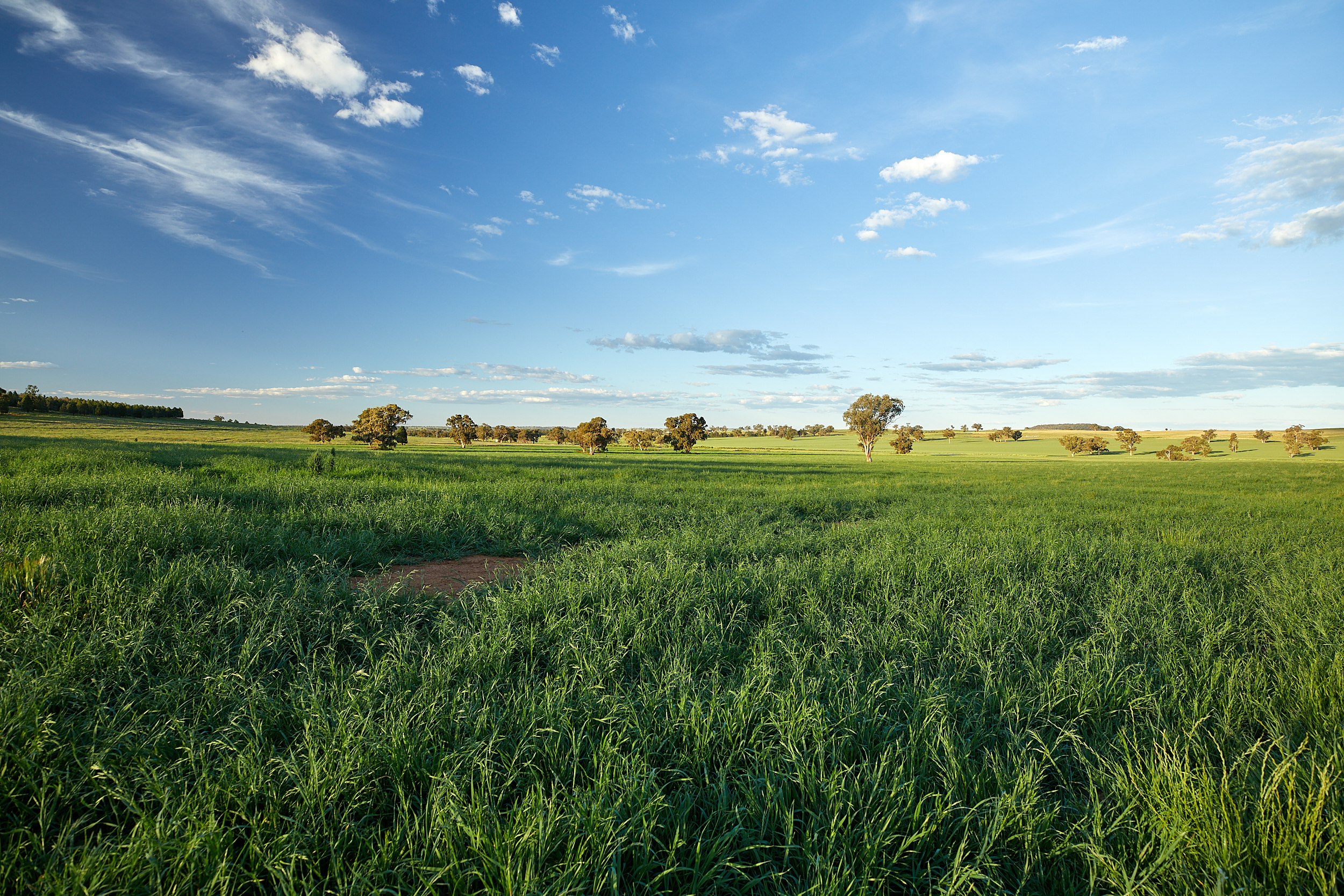 Producer demonstration sites