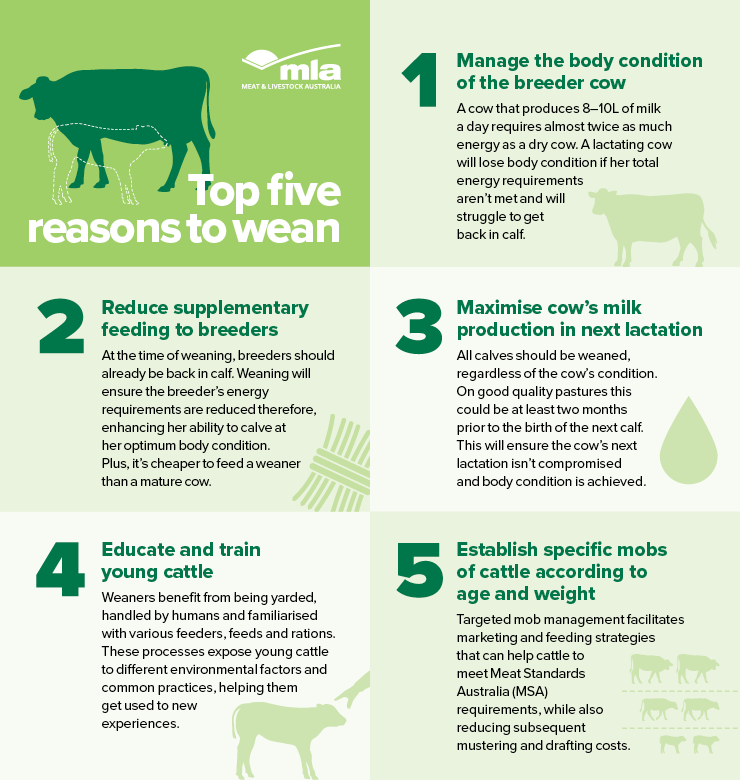 Why wean calves? Meat & Livestock Australia