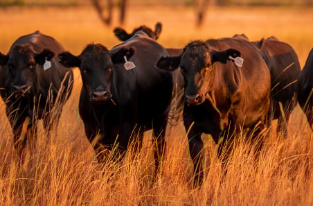 MLA launches new project to help boost the productivity of WA beef businesses