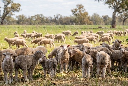 Weaner lambs