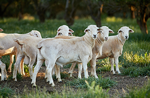 Trade lamb prices remain volatile