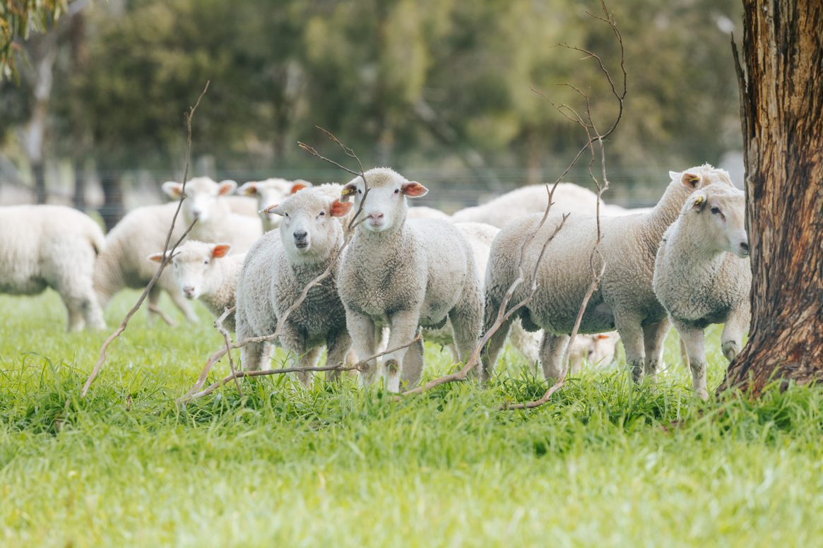 Sheep Sustainability Framework