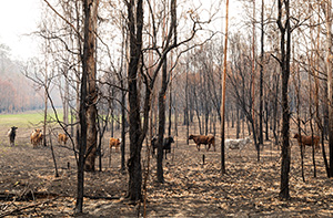Bushfire recovery program continuing to support red meat producers