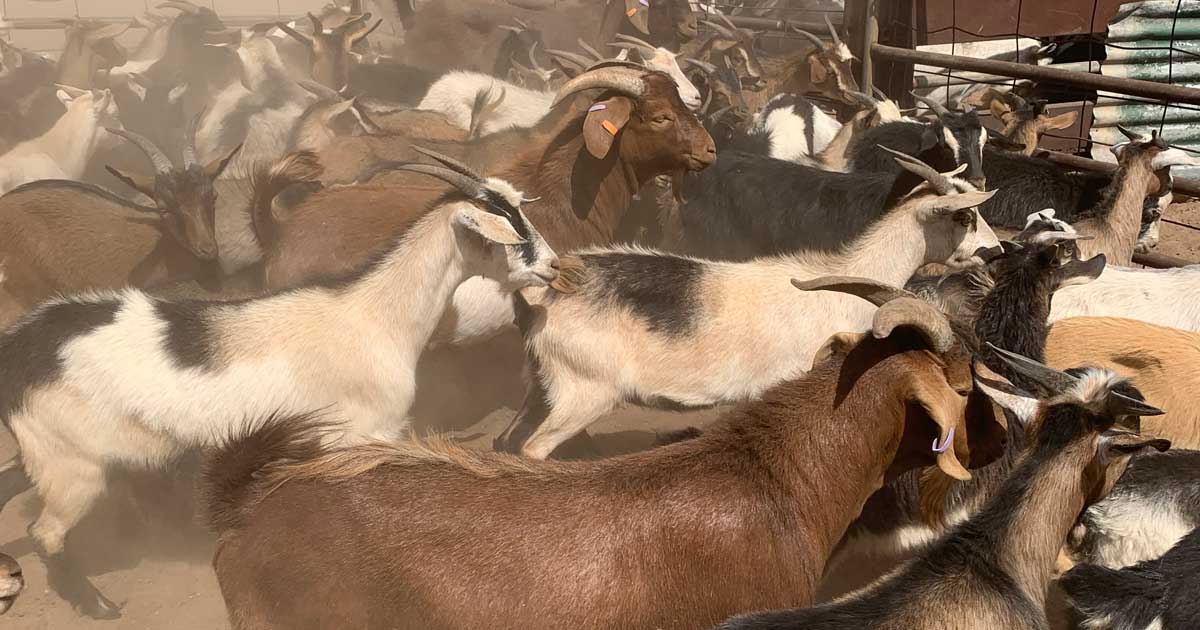 Supply growth a wrap of 202122 and outlook for 202223 Meat & Livestock Australia