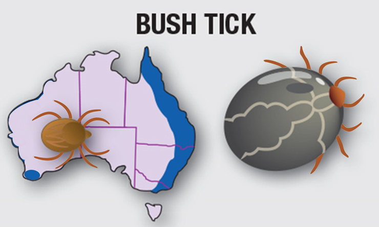 Bush ticks