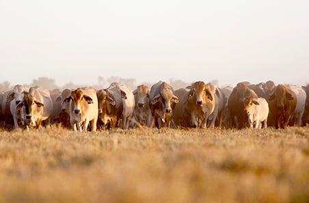 Record beef production expected as national herd remains above 30 million in 2026: MLA Cattle Industry Projections 2026