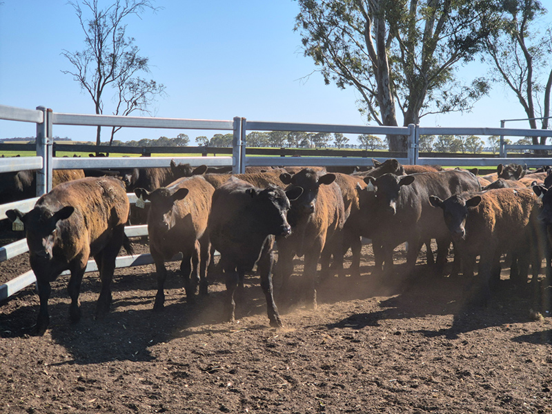 Epasco calves on 3/10/25 at &lsquo;early weaning&rsquo;.
