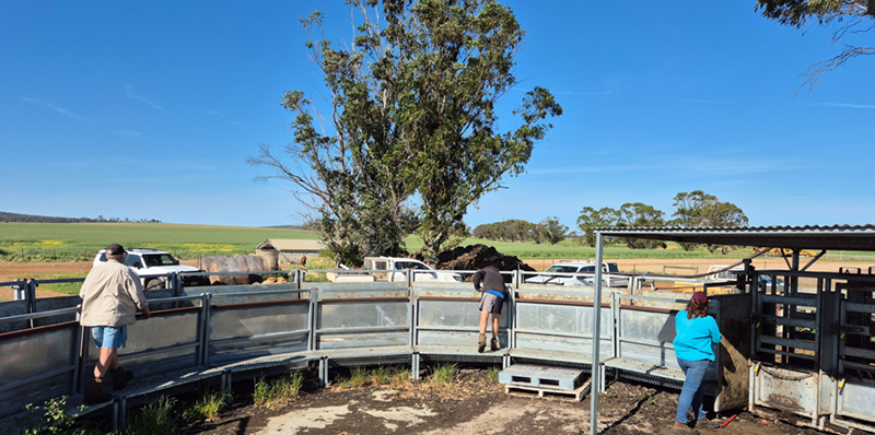 The Epasco team guiding a calf down the race. &nbsp;