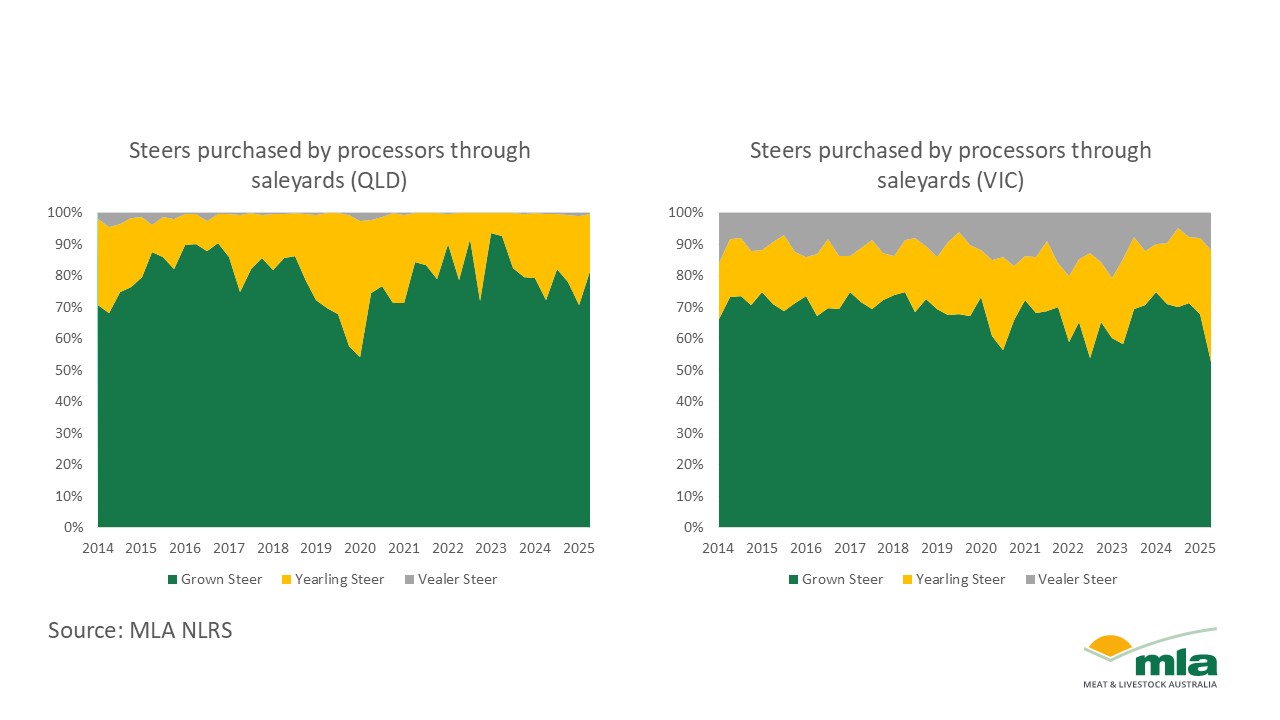 steers 2