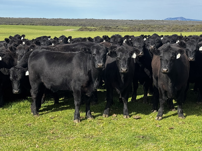 cattle operation