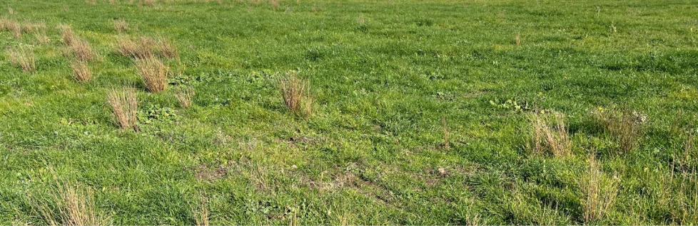 Figure 2: Time of sowing 1 on 12 June 2025