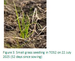 Figure 3: Small grass seeding in TOS2 on 22 July 2025 (52 days since sowing)