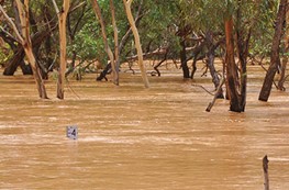 Flood information for livestock producers