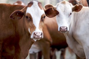 Weekly cattle and sheep market wrap