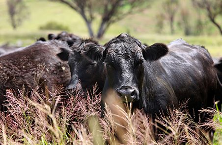Beef Producer Intentions Survey