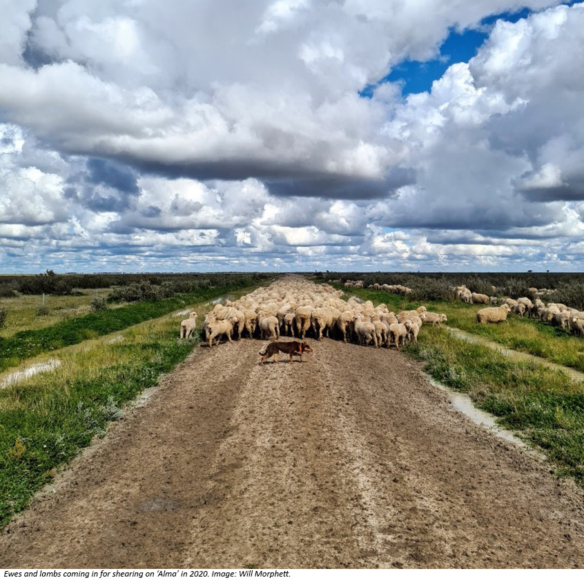 Ewes and lambs coming in for shearing on ‘Alma’ in 2020. Image: Will Morphett.