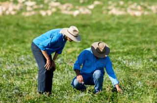 Grazing land management