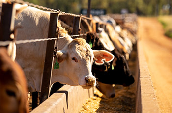 Feedlots