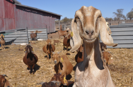 Going into goats guide