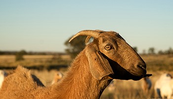 Goats hub