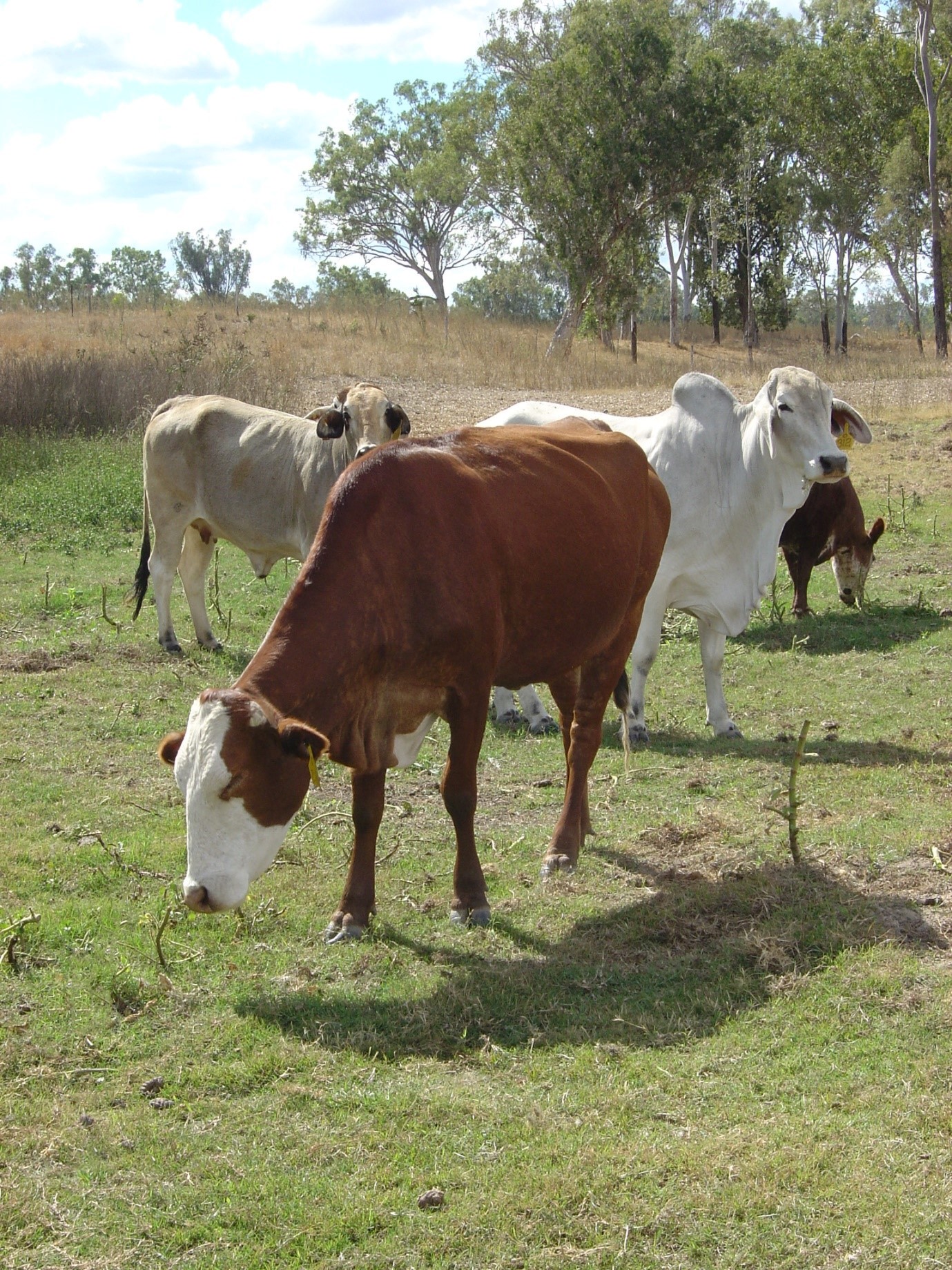 Cattle tick fever