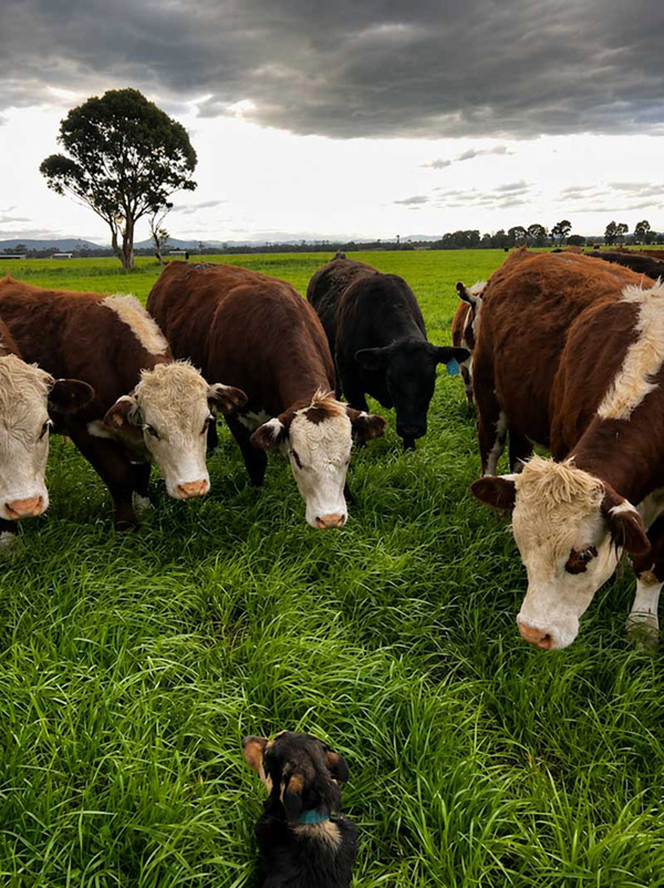 cattle grazing