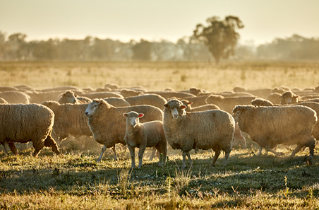 Producers plan flock reductions. Why?