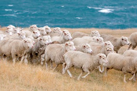 Sheep Industry Projections