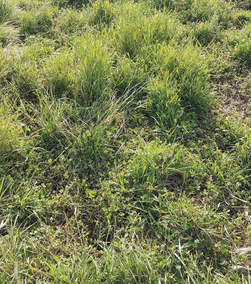 How do I know if herbicide application will improve my pasture?