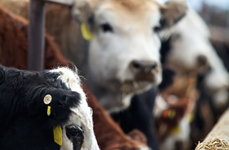 MLA expands market insights with launch of two new livestock indicators