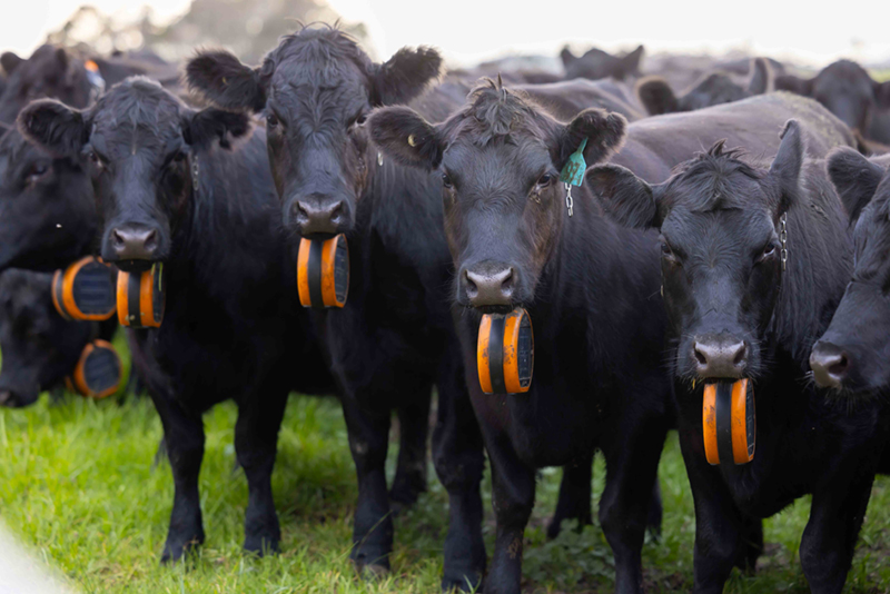 cattle with collars