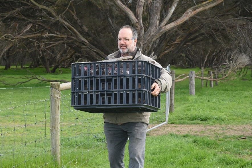 releasing flies