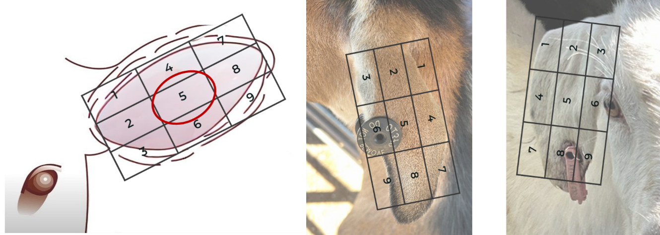 Goat ear regions