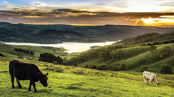 Carbon neutral red meat product catalogue