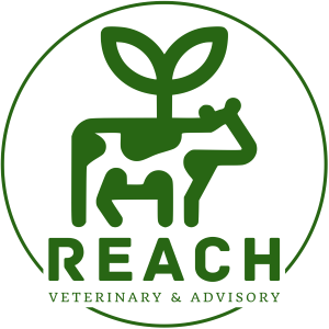 Reach Veterinary & Advisory