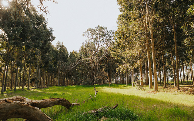 Biodiversity toolkit for grazed lands