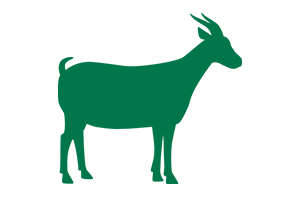 Goat - 300x197.jpg