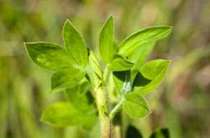 Legume nutrient and production efficiency initiatives