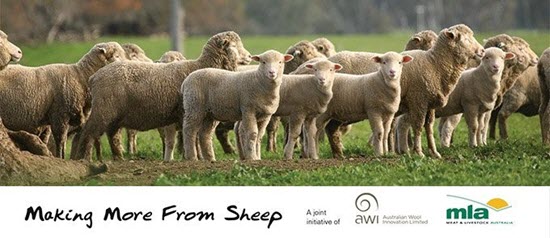 making-more-sheep.jpg