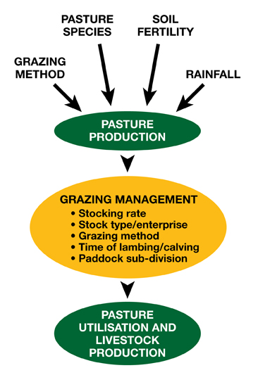 8-Pasture-production-LR.jpg