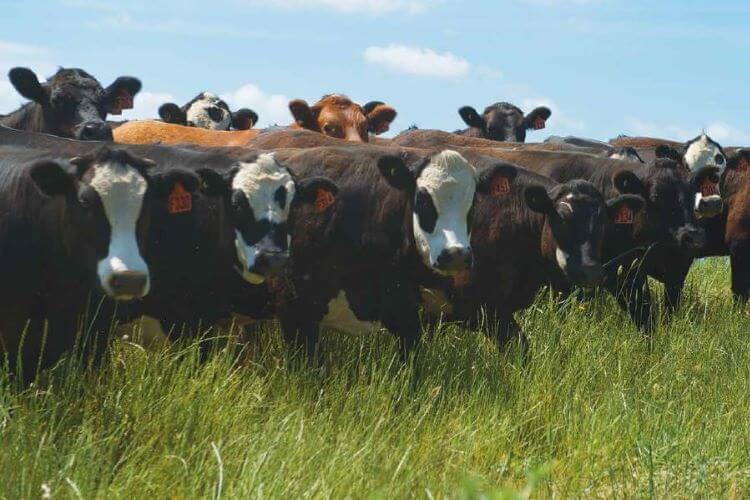More Beef from Pastures - Manuals